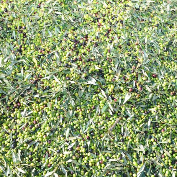 Olio Extravergine di Oliva 100% Italiano “Le Masserie del Parco” – 5 Litri - immagine 5
