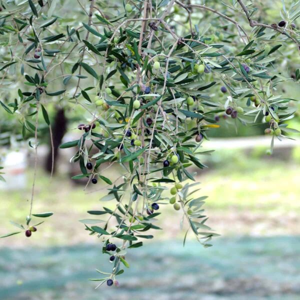 Olio Extravergine di Oliva 100% Italiano “Le Masserie del Parco” – 5 Litri - immagine 3