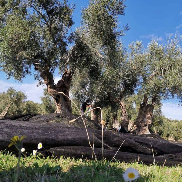 Olio Extravergine di Oliva 100% Italiano “Le Masserie del Parco” – 5 Litri - immagine 2