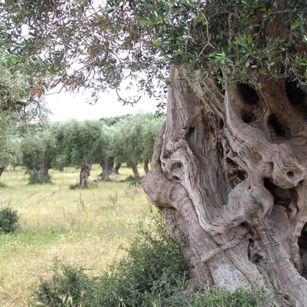 Olio Extravergine di Oliva 100% Italiano "Le Zagare" - 1 Litro - immagine 4