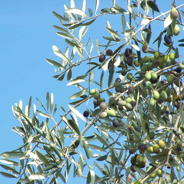 Olio Extravergine di Oliva 100% Italiano "Le Zagare" - 1 Litro - immagine 3