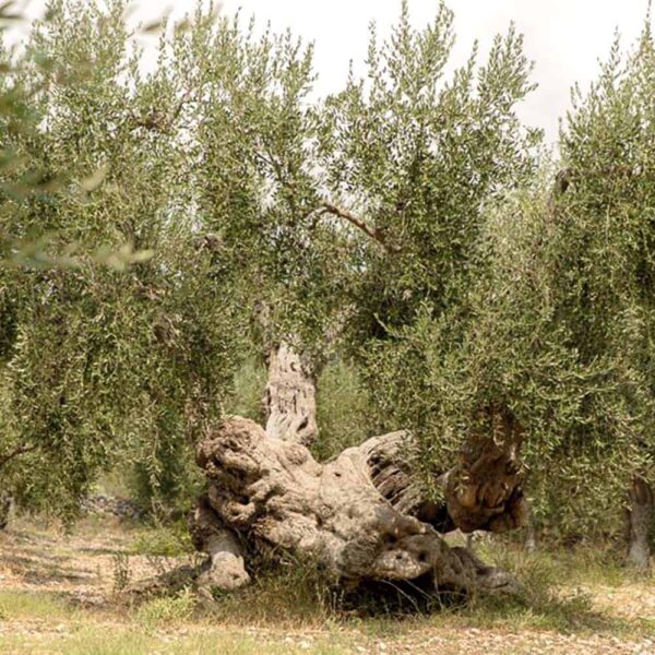 Olio Extravergine di Oliva 100% Italiano "Le Zagare" - 5 Litri - immagine 6