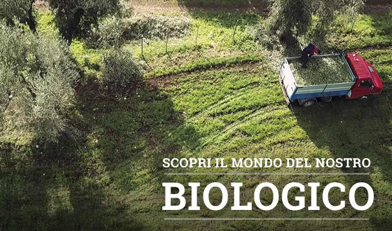 Il Biologico secondo Olio Clemente